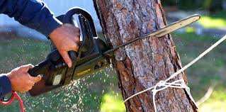 Best Tree Health Inspection  in West Reading, PA