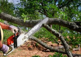 Best Tree Cabling and Bracing  in West Reading, PA