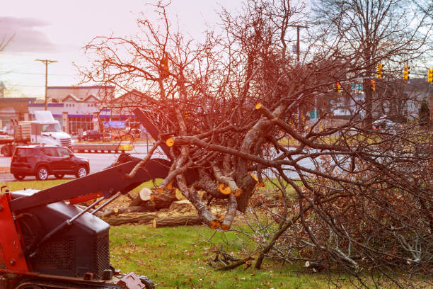 Best Seasonal Cleanup (Spring/Fall)  in West Reading, PA