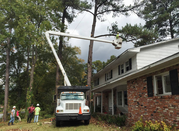 Best Arborist Consultation Services  in West Reading, PA