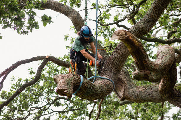 Best Hedge Trimming  in West Reading, PA