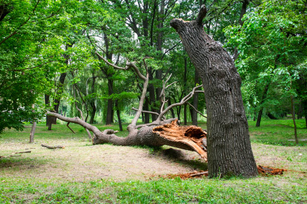 Best Leaf Removal  in West Reading, PA