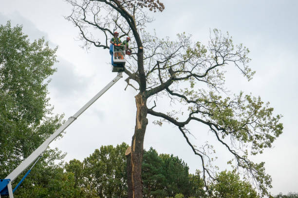 Best Stump Grinding and Removal  in West Reading, PA