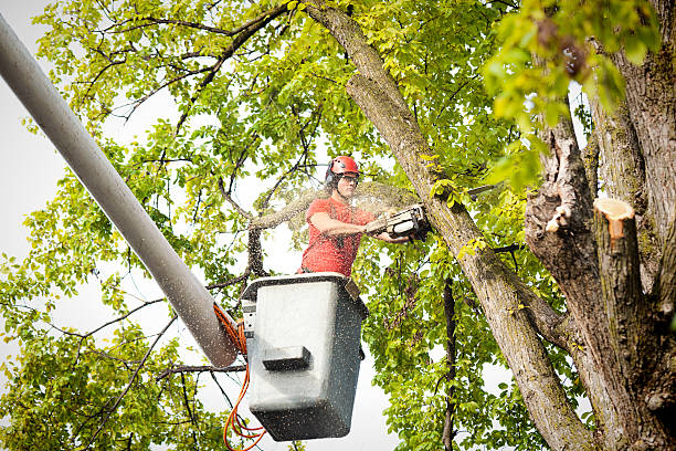 Best Arborist Consultation Services  in West Reading, PA