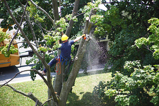 Trusted West Reading, PA Tree Removal Services Experts