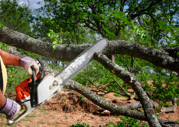 Best Commercial Tree Services  in West Reading, PA