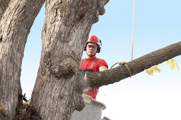 Best Tree Disease Treatment  in West Reading, PA